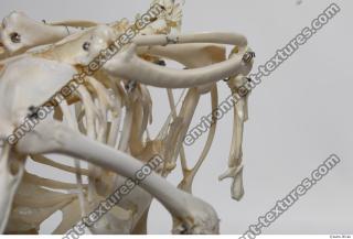 Photo Textures of Hen Skeleton